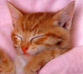 trop mignon